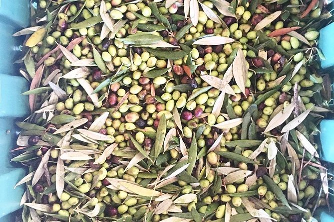 Semi Private Wine and Olive Oil tour (Transfer & Lunch Incl.) - Small-group transport makes the day easier