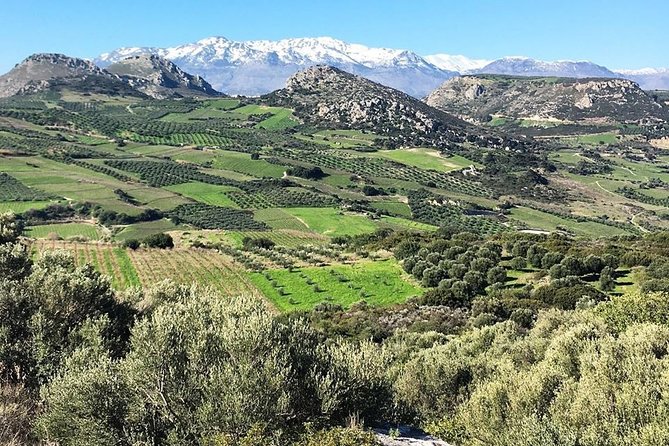 Semi Private Wine and Olive Oil tour (Transfer & Lunch Incl.) - What the $185.73 price really covers