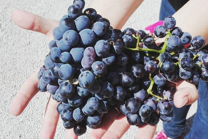 Semi-Private Wine Discovery Tour in Chania - Eleven wines, local food, and a lesson in tasting