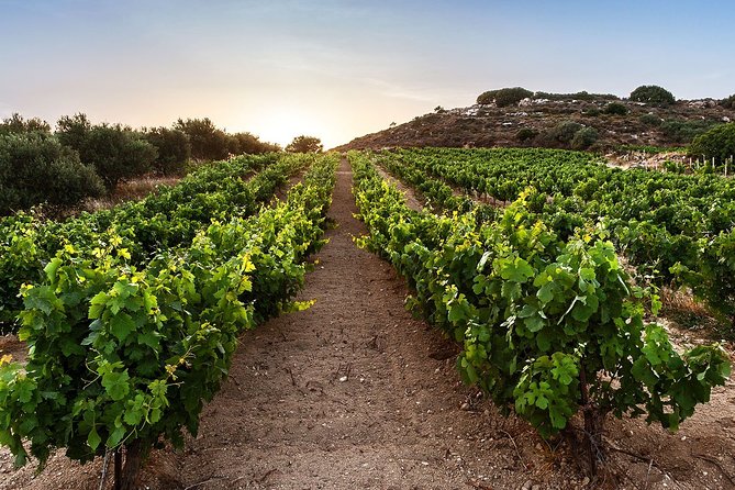 Semi Private Wine Tour of 2 wineries with Transfer and Lunch - Winery Stilianou and the Cretan grape