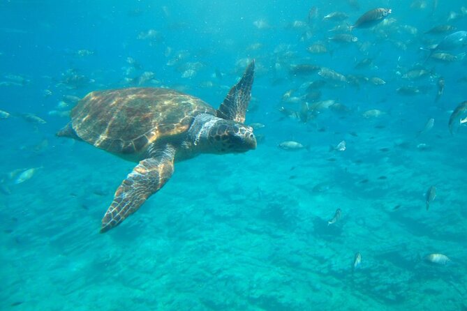 Semi-Submarine Tour from Agios Nikolaos - What the 85-minute trip is really like