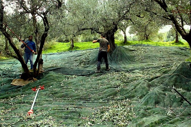 Small-Group Honey & Extra Virgin Olive Oil Tasting Tour in Crete - Why this short Crete food tour is worth your time