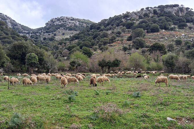 Small Group Tour to Knossos Palace Lasithi Plateau & Olive Mill - Marmaketo and Tzermiado: food from the plateau