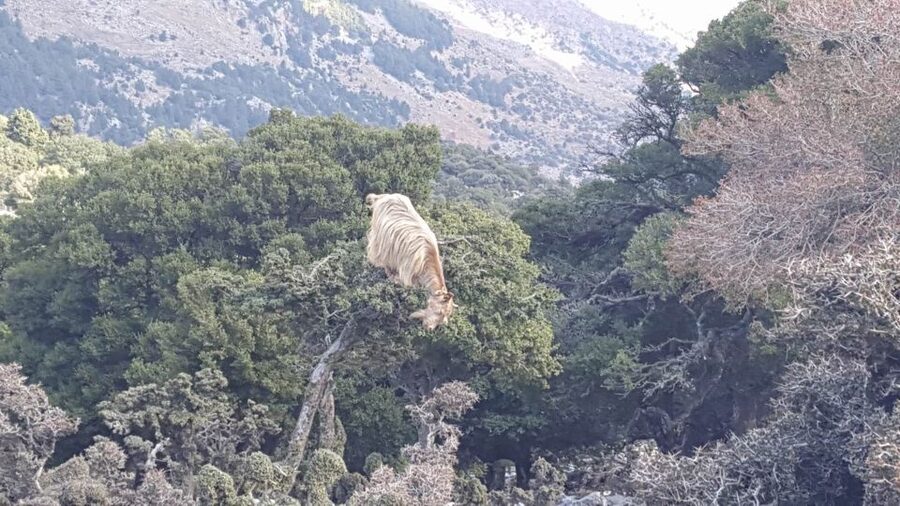 South Crete: Sarakinas Gorge Hike, Swim & Jeep Safari - Walking into Sarakinas Gorge