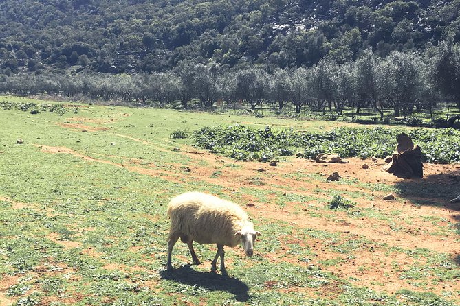The Cretan Way of Life at the mountains of Rethymno (Mylopotamos) - Why this mountain day feels different