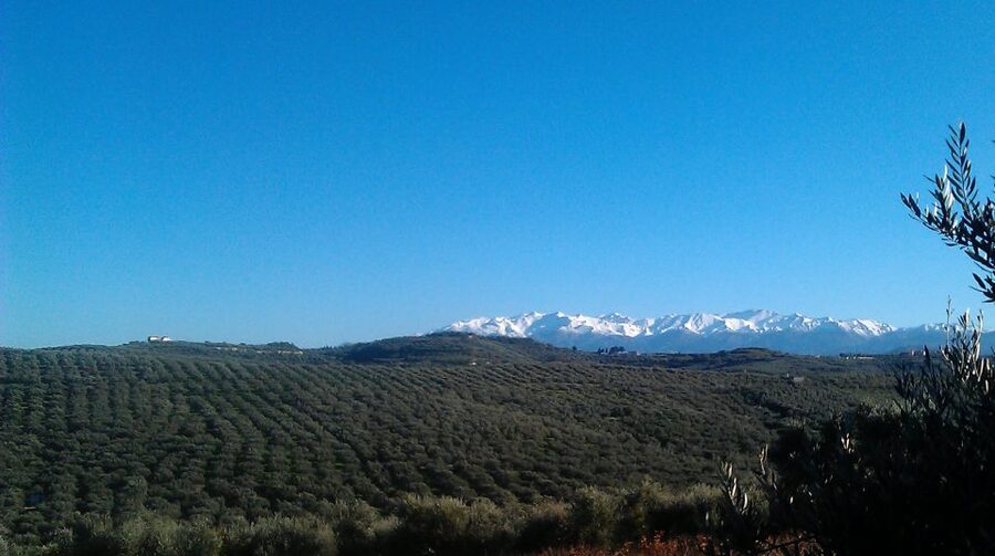 The Terra Creta Olive Oil Experience Tour - The guides make the difference