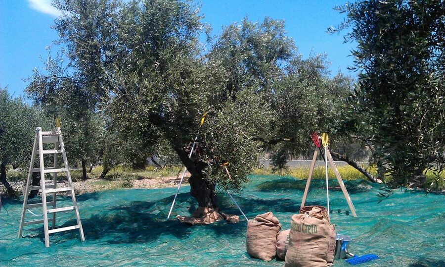 The Terra Creta Olive Oil Experience Tour - Who will get the most from this experience