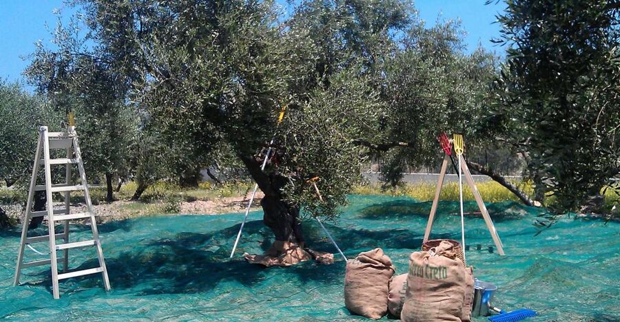 The Terra Creta Olive Oil Experience Tour - Arriving at the Terra Creta mill near Kolymvari