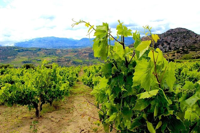Wine olive and Food of Crete, Heraklion - A taste of Crete beyond the city center