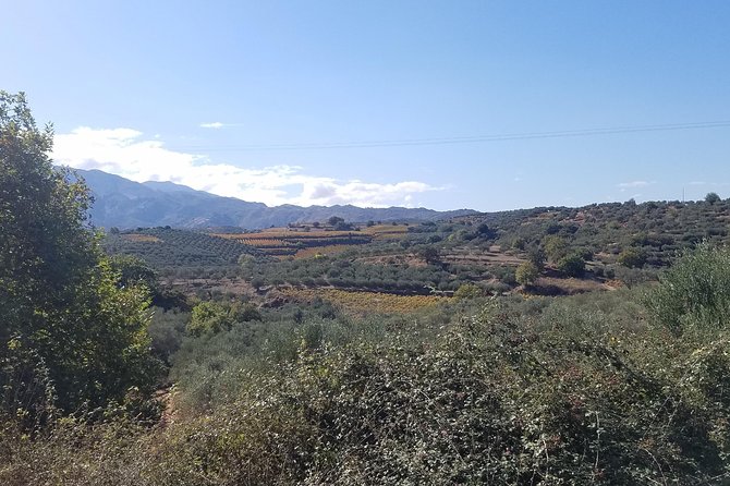 Wine, Olive Oil, and Honey Tour with Winemaker - Inside the family-owned olive oil mill