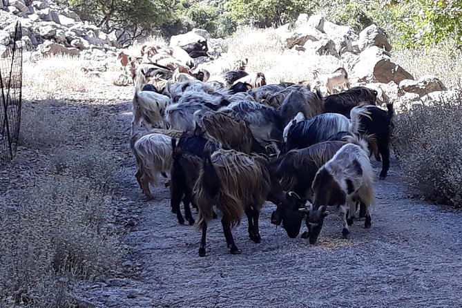 Wine & Olive Oil Tour with Lunch at Milia Mountain Retreat - Lunch at Milia Mountain Retreat