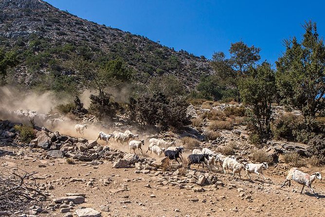 Wine & Olive Oil Tour with lunch at the White Mountains - The 4WD climb through Sebronas Gorge
