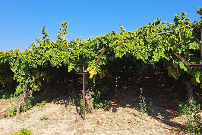 Wine Raki Olive Oil Tasting and Pottery - Private Tour - The guide can shape the day