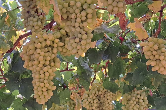Wine Raki Olive Oil Tasting and Pottery - Private Tour - Who should book this Crete food and craft tour?